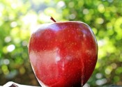 ¿Importa cuántas calorías tiene una manzana? ¿Engorda?